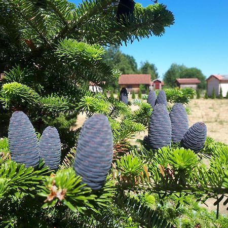 Paeevatalu Camping Hotell Vilusi Exteriör bild