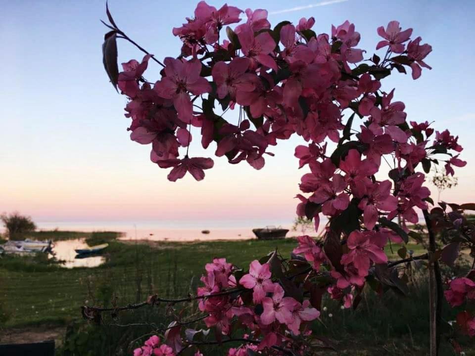 Paeevatalu Camping Hotell Vilusi Exteriör bild