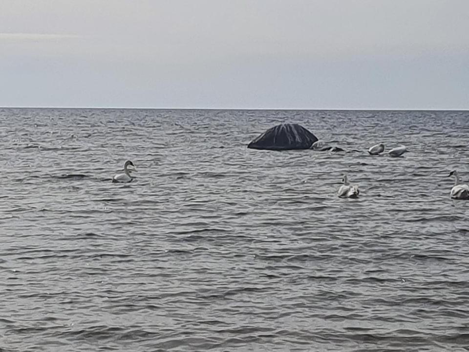 Paeevatalu Camping Hotell Vilusi Exteriör bild